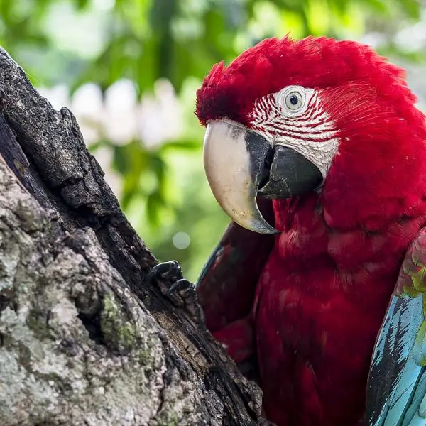 Green-Winged Macaw photo