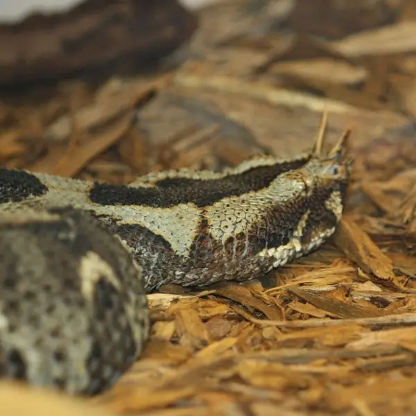 Butterfly Viper photo