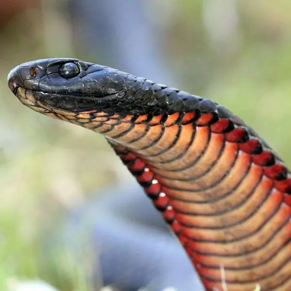 Red-Bellied Black Snake - Facts, Diet, Habitat & Pictures on Animalia.bio