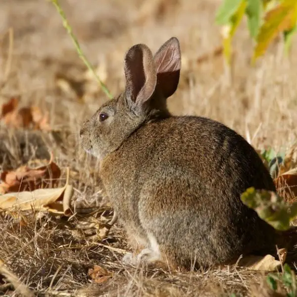 Marsh Rabbit - Facts, Diet, Habitat & Pictures on 
