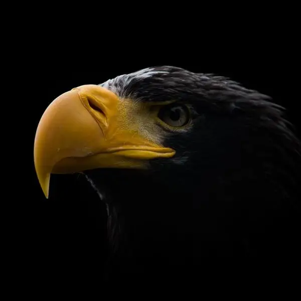 Steller's Sea Eagle photo