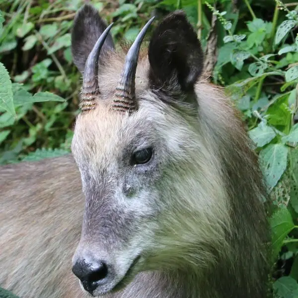 Japanese Serow Facts, Diet, Habitat & Pictures on Animalia.bio