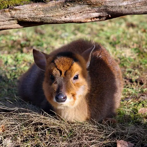Reeves's Muntjac photo