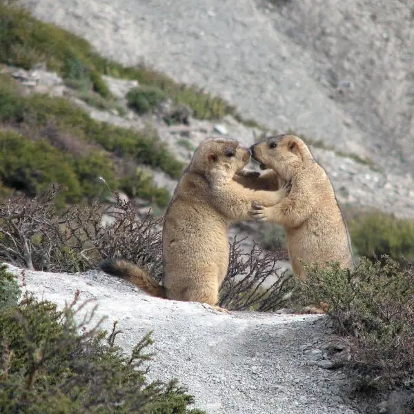 Himalayan Marmot photo