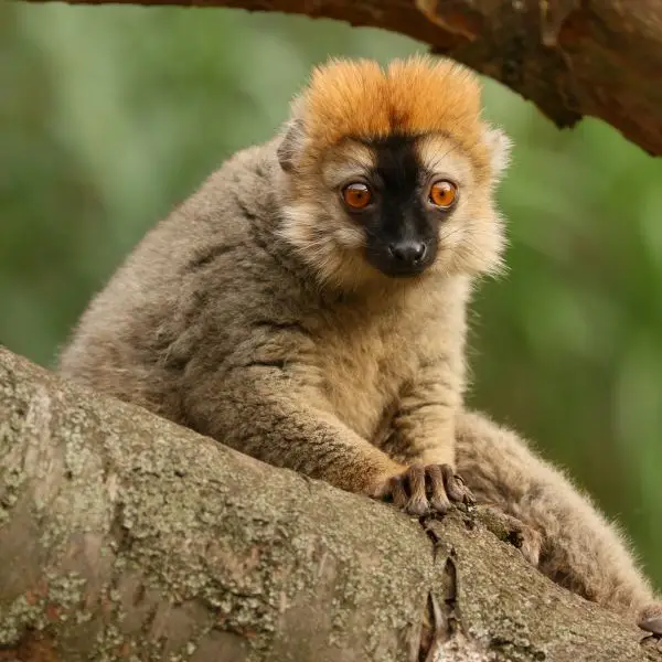 Red-Fronted Lemur photo