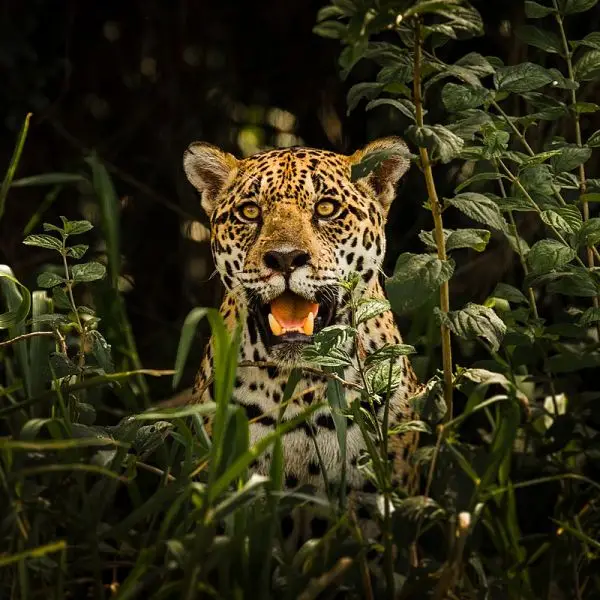 Jaguar - Facts, Diet, Habitat & Pictures on 