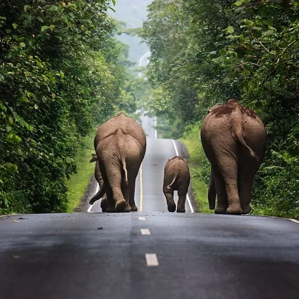 Asian Elephant photo