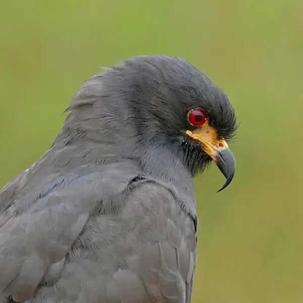 Snail Kite Facts, Diet, Habitat & Pictures on Animalia.bio