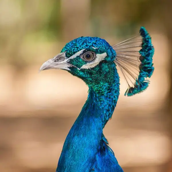 Indian Peafowl photo