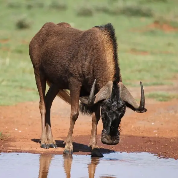 Black Wildebeest photo