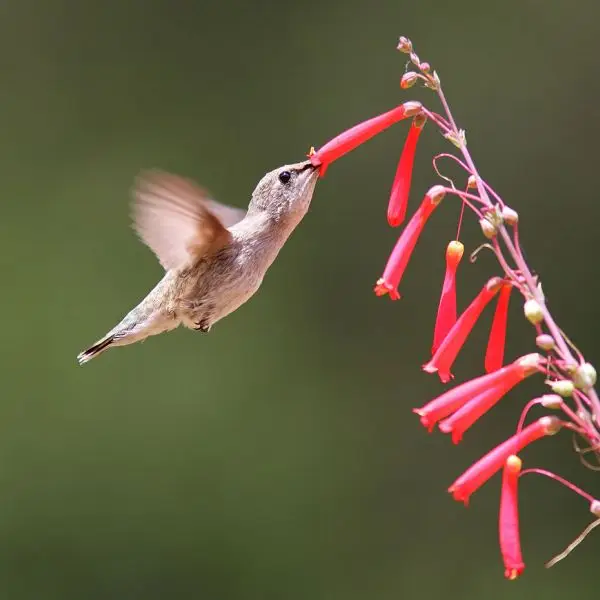 Black-Chinned Hummingbird photo