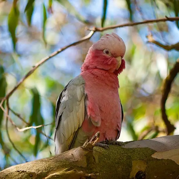Galah photo
