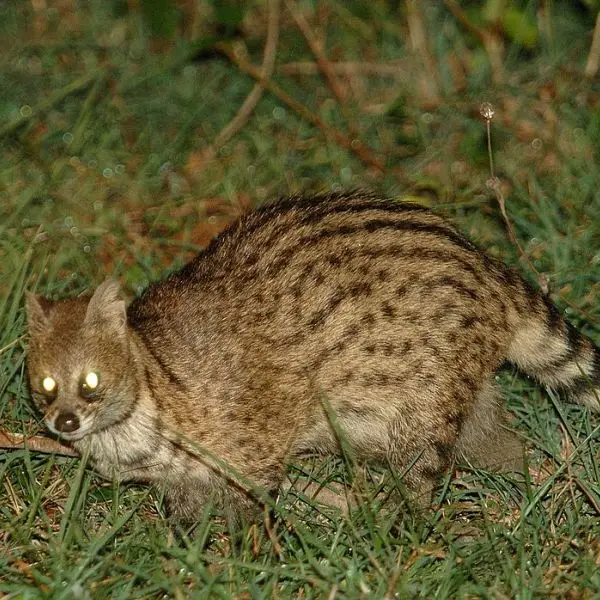 Small Indian Civet Facts, Diet, Habitat & Pictures on Animalia.bio
