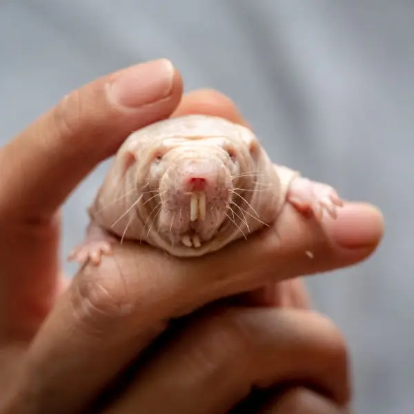 A Face Only a Naked Mole Rat Queen Could Love...