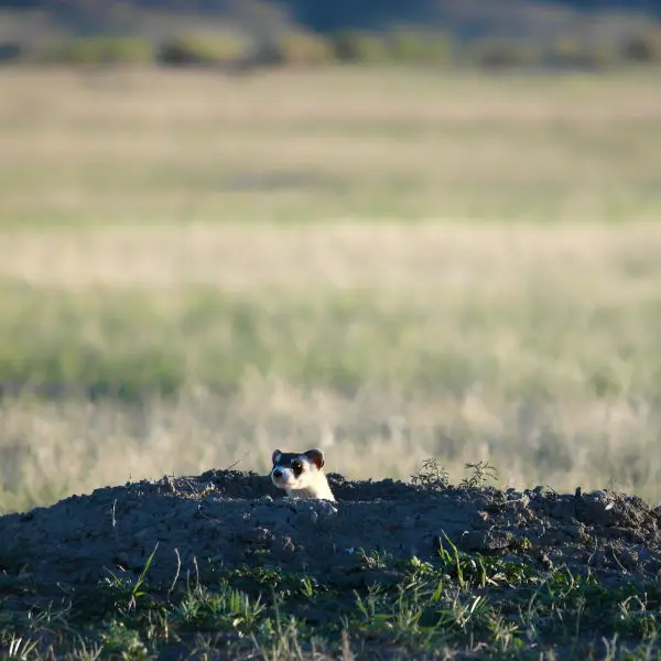 A just released black-footed ferret at Crow Nation