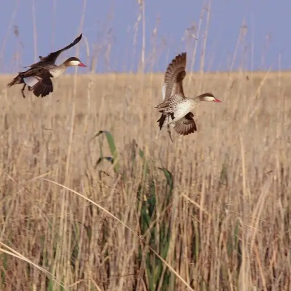 A pair of Red-billed Teal, Anas erythrorhyncha, flying over grass.