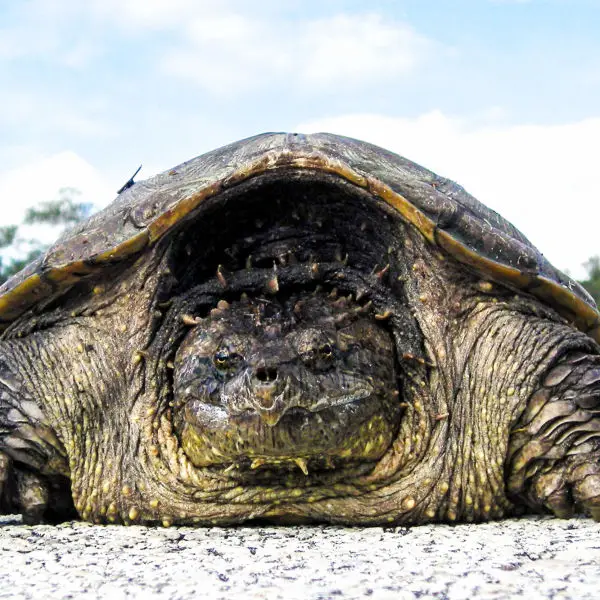 A rare photo of a Florida snapping turtle out in the open on Beach Road, near NASA&#39;s Kennedy Space Center. Original from NASA. Digitally enhanced by rawpixel.