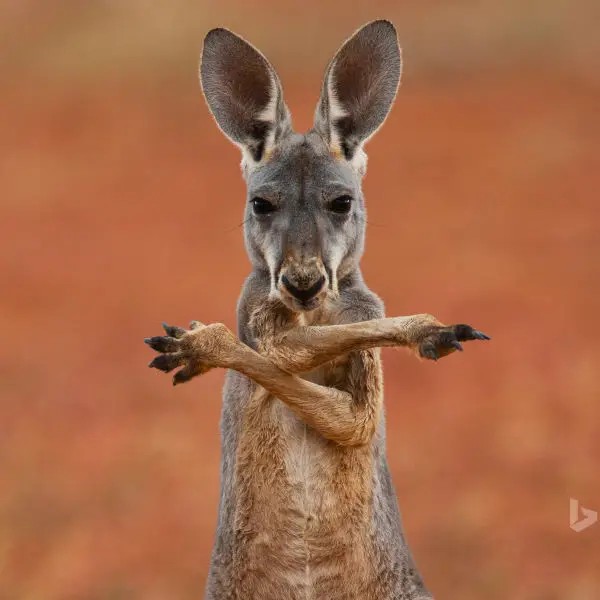 Red Kangaroo - Facts, Diet, Habitat & Pictures on 