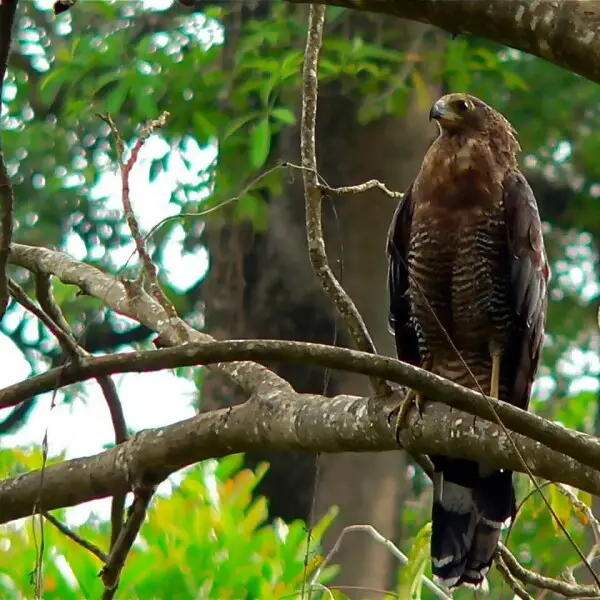 how big is a harrier hawk