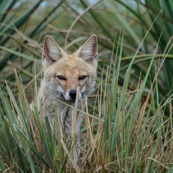 Pampas Fox - Facts, Diet, Habitat & Pictures on 