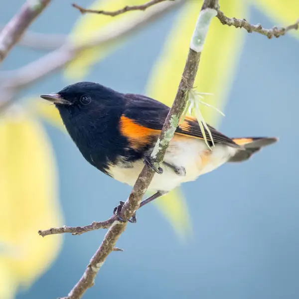 American Redstart (m)