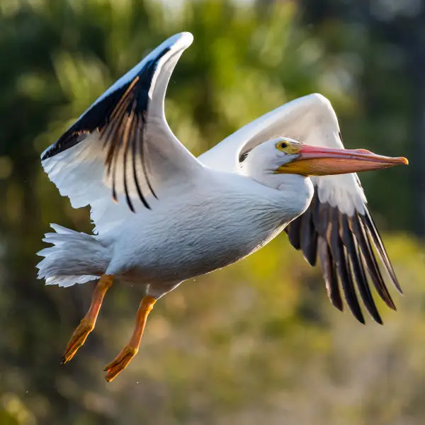 American White Pelican