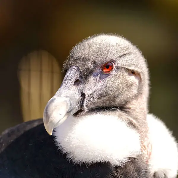Andean Condor - Red Eye