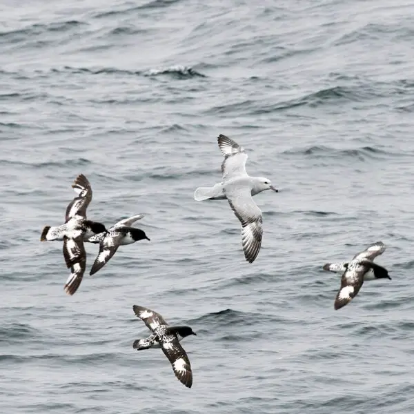 Antarctica 2013: Journey to the Crystal Desert