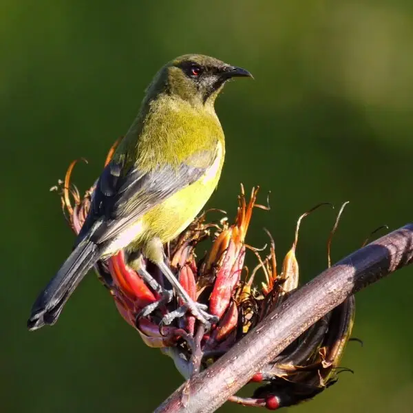 A New Zealand Bellbird in New Zealand.