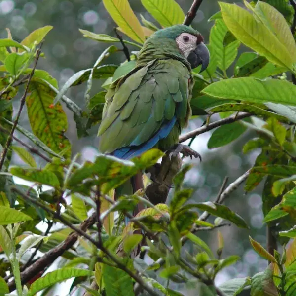 Chestnut-fronted Macaw or Severe Macaw, in the wild, near Misahualli (Ecudor)