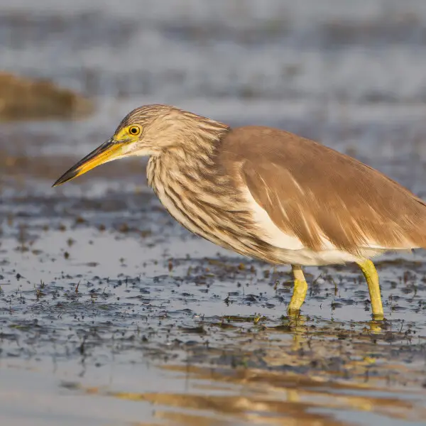 Chinese Pond Heron - Facts, Diet, Habitat & Pictures On Animalia.bio