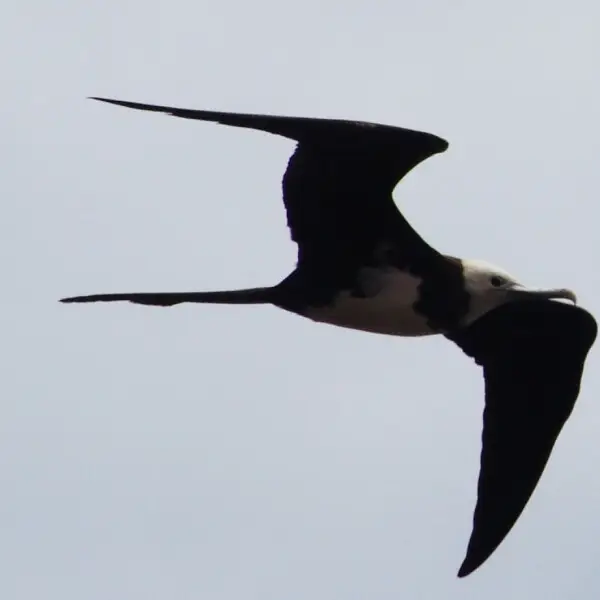 Ascension Frigatebird (Fregata aquila) Breeds only on Boatswainbird Island off Ascension. 2008 IUCN Red List Category  Vulnerable