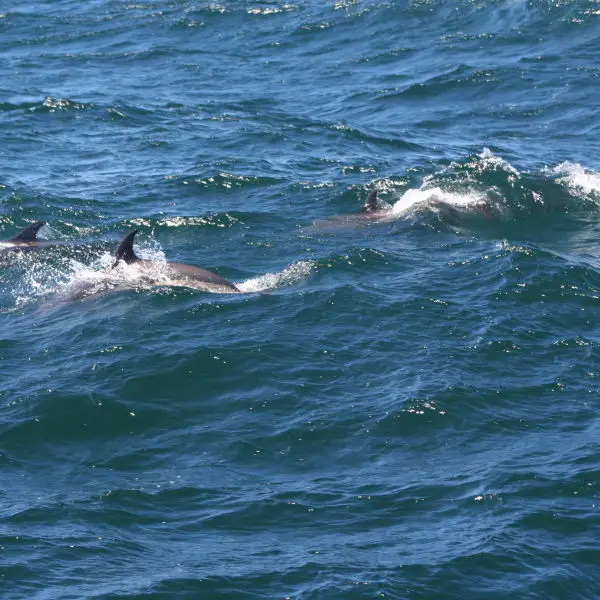 Atlantic white-sided dolphins