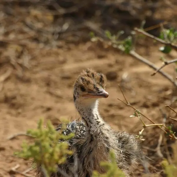 A young Somali Ostrich, a few days old, in Samburu National Reserve