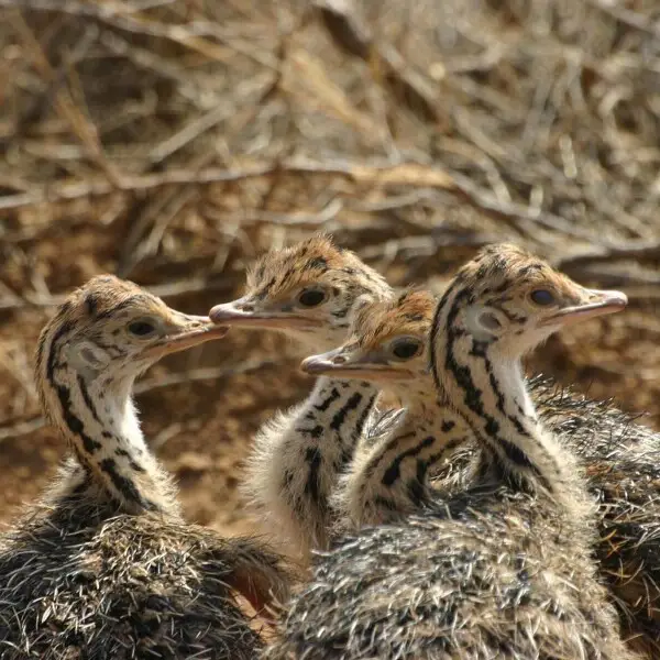 A group of young Somali Ostriches in Samburu Reserve, Kenya