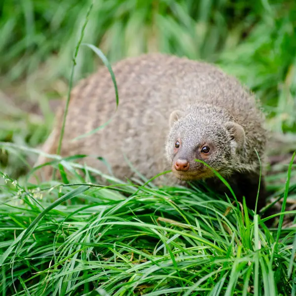 Banded mongoose