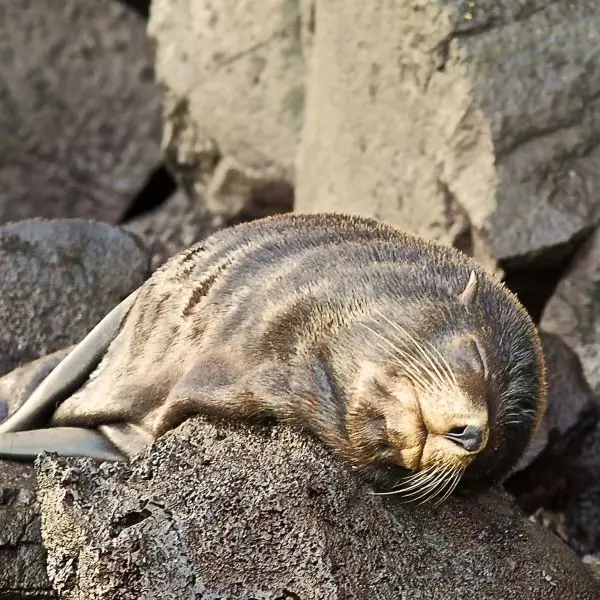 Basking Fur Seal
