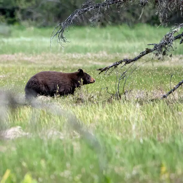 Cinnamon bear Facts, Diet, Habitat & Pictures on Animalia.bio