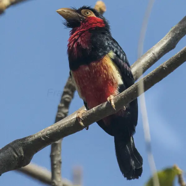 can a barbet live in chad