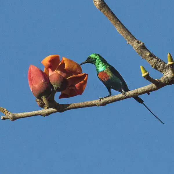 Beautiful Sunbird - Gambia 17_CD5A1185
