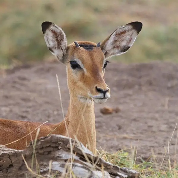 Impala - Facts, Diet, Habitat & Pictures on 