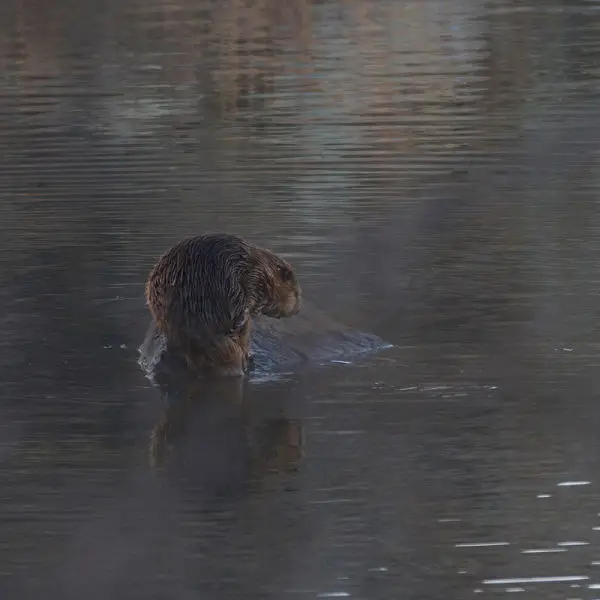 Beaver on a rock