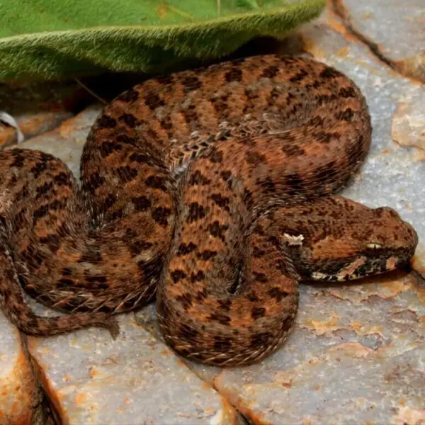 Bitis atropos (Linnaeus, 1758) - Road pass down Transvaal Drakensberg near Lydenburg, South Africa