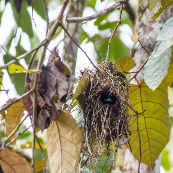 Black-and-yellow Broadbill at Nest