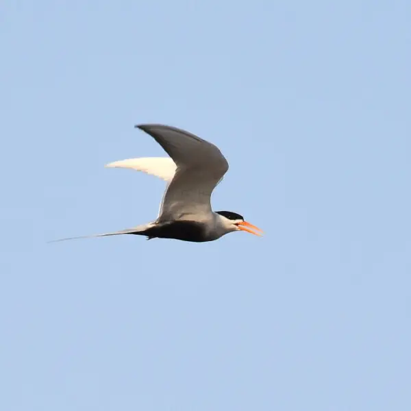 The black-bellied tern (Sterna acuticauda) is a tern found near large rivers in the Indian subcontinent, its range extending from Pakistan, Nepal and India to Myanmar. It has become very scarce in the eastern part of its range and the IUCN has assessed it