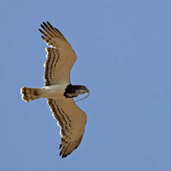 Black-chested Snake Eagle Circaetus pectoralis in flight (with a snake), Awash National Park, Ethiopia