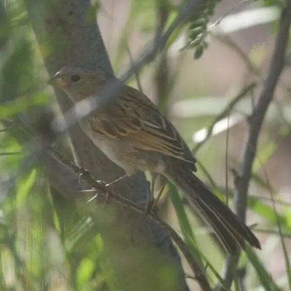 Black-chinned Sparrow (immature) | D &amp; Y | Portal | AZ | 2015-09-01at09-25-4010