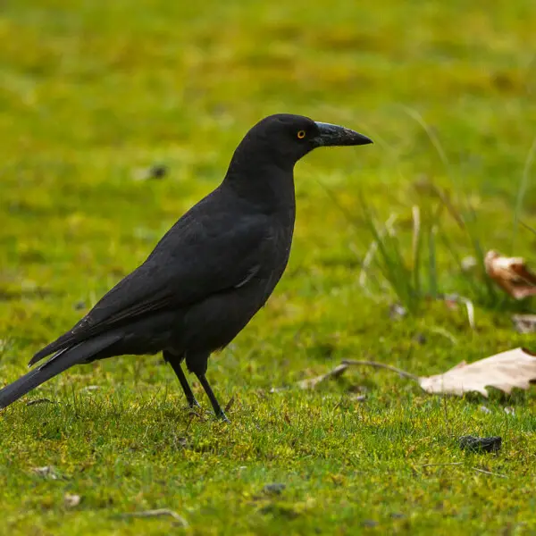 Black currawong - Facts, Diet, Habitat & Pictures on Animalia.bio