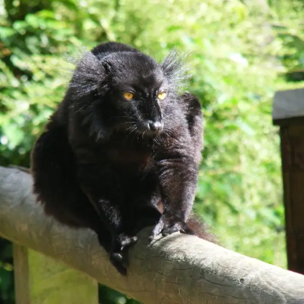 Black lemur (male)