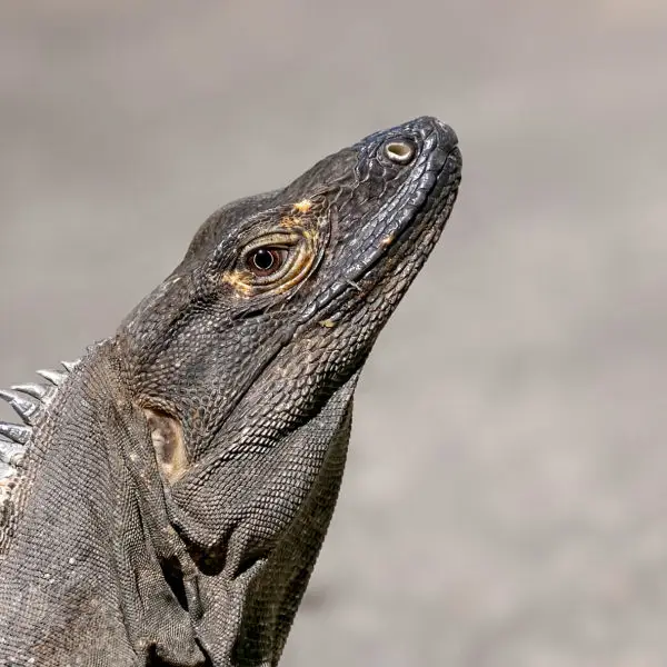 Black Spinytail Iguana